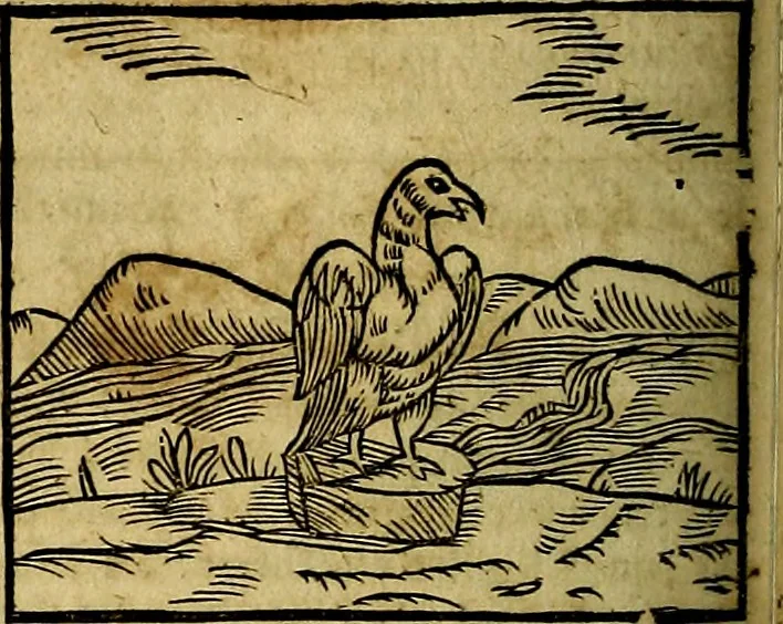 An illustration from Ioannis Pierii Valeriani Bellvnesis Hieroglyphica, sive De sacris Aegypticrvm aliarumq[ue] gentium literis, commentariorum libri LVIII cum duobus alijs ab eruditissimo viro annexis. Accesserunt loco auctarij, Hieroglyphicorum collectanea, ex veteribus & recentioribus auctoribus descripta, & in sex libros digesta. Horapollinis item hieroglyphicorum libri duo, ex postrema Dauidis Hoeschelij correctione. Praetereà eiusdem Pierij declamatiuncula Pro barbis sacerdotum, & reliqua opuscula siue Poemata omnia, 1614, leaf 345