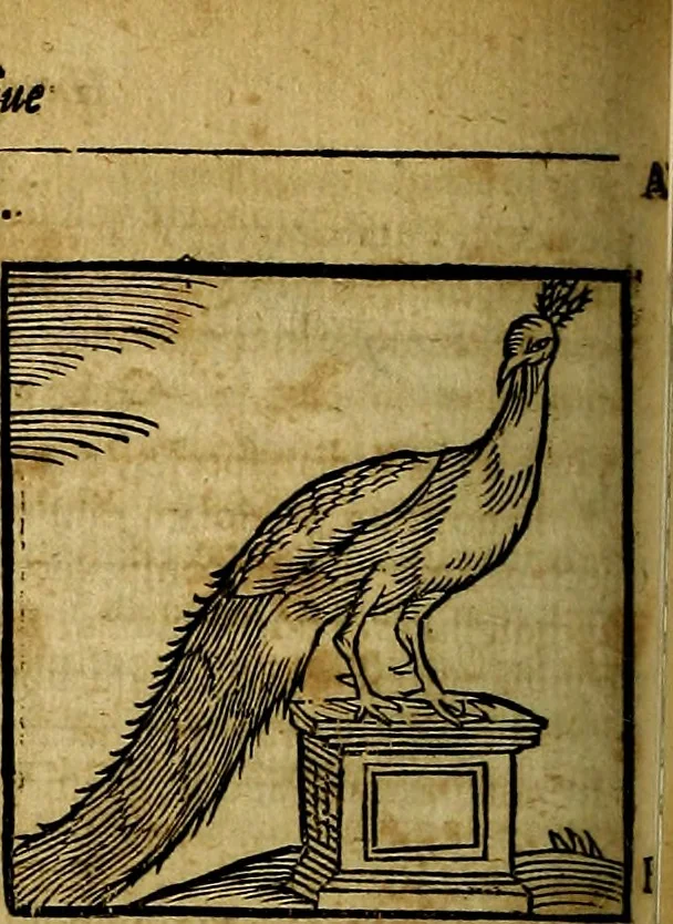 An illustration from Ioannis Pierii Valeriani Bellvnesis Hieroglyphica, sive De sacris Aegypticrvm aliarumq[ue] gentium literis, commentariorum libri LVIII cum duobus alijs ab eruditissimo viro annexis. Accesserunt loco auctarij, Hieroglyphicorum collectanea, ex veteribus & recentioribus auctoribus descripta, & in sex libros digesta. Horapollinis item hieroglyphicorum libri duo, ex postrema Dauidis Hoeschelij correctione. Praetereà eiusdem Pierij declamatiuncula Pro barbis sacerdotum, & reliqua opuscula siue Poemata omnia, 1614, leaf 347