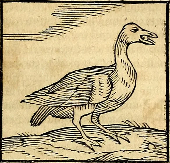 An illustration from Ioannis Pierii Valeriani Bellvnesis Hieroglyphica, sive De sacris Aegypticrvm aliarumq[ue] gentium literis, commentariorum libri LVIII cum duobus alijs ab eruditissimo viro annexis. Accesserunt loco auctarij, Hieroglyphicorum collectanea, ex veteribus & recentioribus auctoribus descripta, & in sex libros digesta. Horapollinis item hieroglyphicorum libri duo, ex postrema Dauidis Hoeschelij correctione. Praetereà eiusdem Pierij declamatiuncula Pro barbis sacerdotum, & reliqua opuscula siue Poemata omnia, 1614, leaf 354