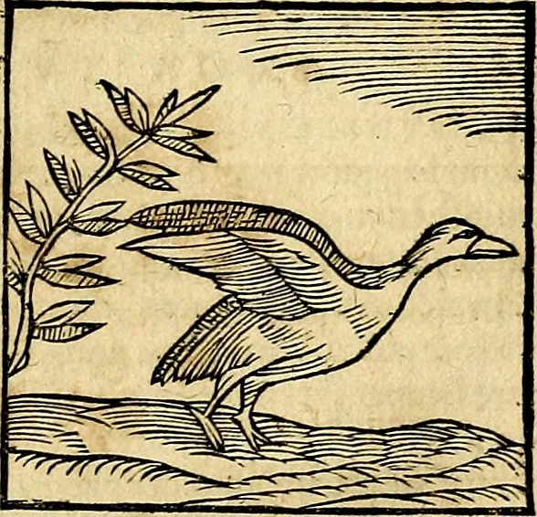 An illustration from Ioannis Pierii Valeriani Bellvnesis Hieroglyphica, sive De sacris Aegypticrvm aliarumq[ue] gentium literis, commentariorum libri LVIII cum duobus alijs ab eruditissimo viro annexis. Accesserunt loco auctarij, Hieroglyphicorum collectanea, ex veteribus & recentioribus auctoribus descripta, & in sex libros digesta. Horapollinis item hieroglyphicorum libri duo, ex postrema Dauidis Hoeschelij correctione. Praetereà eiusdem Pierij declamatiuncula Pro barbis sacerdotum, & reliqua opuscula siue Poemata omnia, 1614, leaf 354