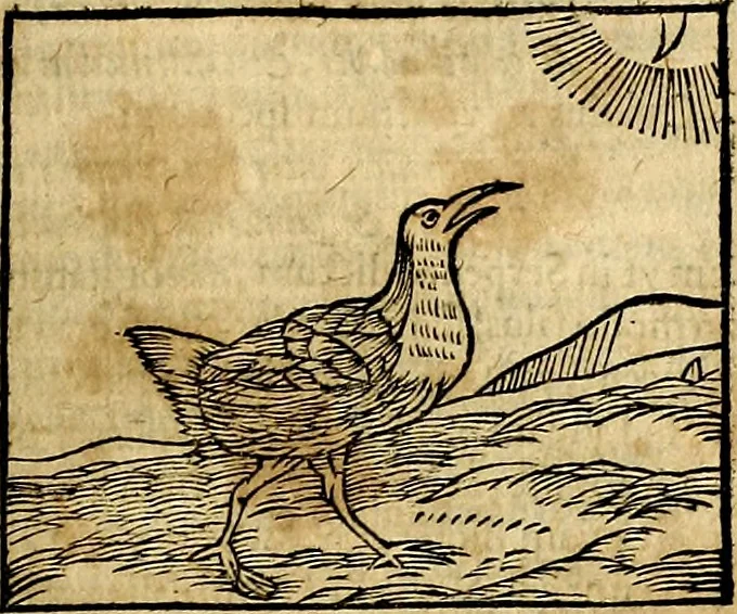 An illustration from Ioannis Pierii Valeriani Bellvnesis Hieroglyphica, sive De sacris Aegypticrvm aliarumq[ue] gentium literis, commentariorum libri LVIII cum duobus alijs ab eruditissimo viro annexis. Accesserunt loco auctarij, Hieroglyphicorum collectanea, ex veteribus & recentioribus auctoribus descripta, & in sex libros digesta. Horapollinis item hieroglyphicorum libri duo, ex postrema Dauidis Hoeschelij correctione. Praetereà eiusdem Pierij declamatiuncula Pro barbis sacerdotum, & reliqua opuscula siue Poemata omnia, 1614, leaf 358