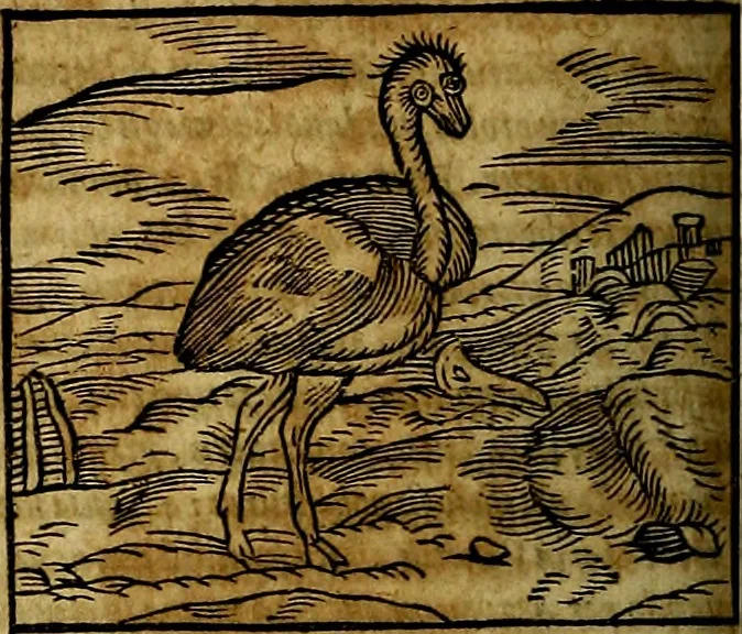 An illustration from Ioannis Pierii Valeriani Bellvnesis Hieroglyphica, sive De sacris Aegypticrvm aliarumq[ue] gentium literis, commentariorum libri LVIII cum duobus alijs ab eruditissimo viro annexis. Accesserunt loco auctarij, Hieroglyphicorum collectanea, ex veteribus & recentioribus auctoribus descripta, & in sex libros digesta. Horapollinis item hieroglyphicorum libri duo, ex postrema Dauidis Hoeschelij correctione. Praetereà eiusdem Pierij declamatiuncula Pro barbis sacerdotum, & reliqua opuscula siue Poemata omnia, 1614, leaf 361