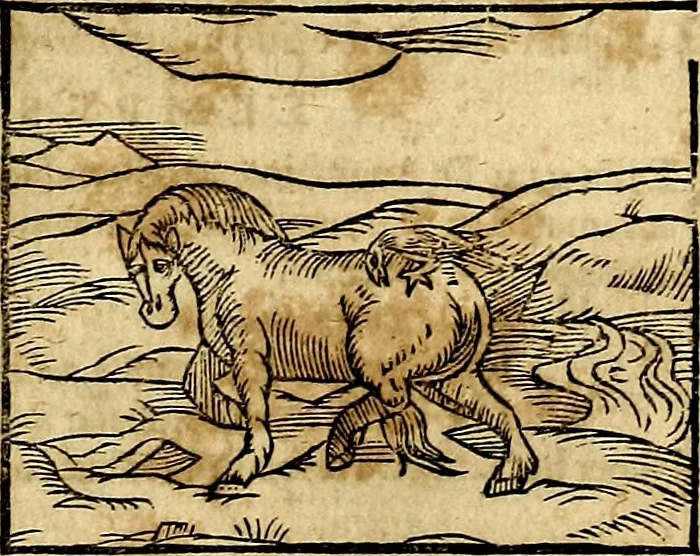 An illustration from Ioannis Pierii Valeriani Bellvnesis Hieroglyphica, sive De sacris Aegypticrvm aliarumq[ue] gentium literis, commentariorum libri LVIII cum duobus alijs ab eruditissimo viro annexis. Accesserunt loco auctarij, Hieroglyphicorum collectanea, ex veteribus & recentioribus auctoribus descripta, & in sex libros digesta. Horapollinis item hieroglyphicorum libri duo, ex postrema Dauidis Hoeschelij correctione. Praetereà eiusdem Pierij declamatiuncula Pro barbis sacerdotum, & reliqua opuscula siue Poemata omnia, 1614, leaf 368