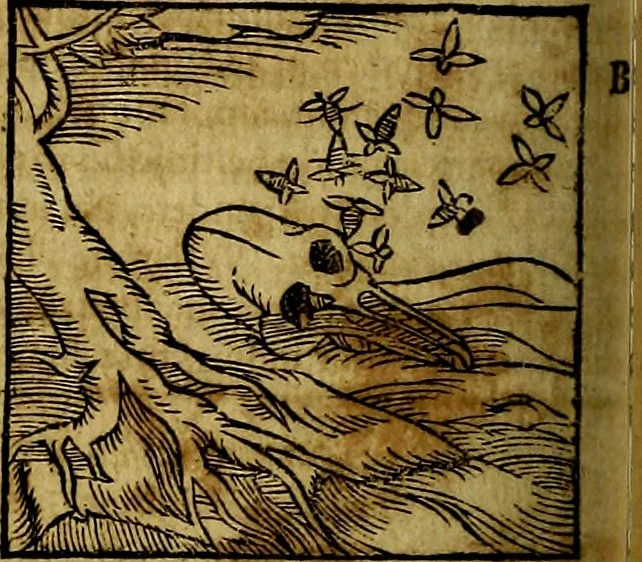 An illustration from Ioannis Pierii Valeriani Bellvnesis Hieroglyphica, sive De sacris Aegypticrvm aliarumq[ue] gentium literis, commentariorum libri LVIII cum duobus alijs ab eruditissimo viro annexis. Accesserunt loco auctarij, Hieroglyphicorum collectanea, ex veteribus & recentioribus auctoribus descripta, & in sex libros digesta. Horapollinis item hieroglyphicorum libri duo, ex postrema Dauidis Hoeschelij correctione. Praetereà eiusdem Pierij declamatiuncula Pro barbis sacerdotum, & reliqua opuscula siue Poemata omnia, 1614, leaf 389
