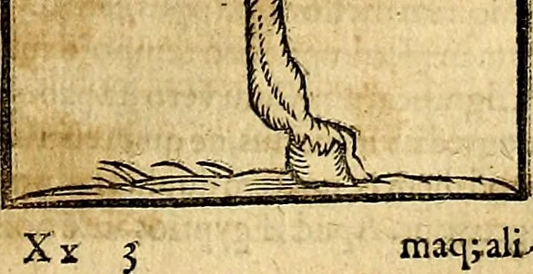 An illustration from Ioannis Pierii Valeriani Bellvnesis Hieroglyphica, sive De sacris Aegypticrvm aliarumq[ue] gentium literis, commentariorum libri LVIII cum duobus alijs ab eruditissimo viro annexis. Accesserunt loco auctarij, Hieroglyphicorum collectanea, ex veteribus & recentioribus auctoribus descripta, & in sex libros digesta. Horapollinis item hieroglyphicorum libri duo, ex postrema Dauidis Hoeschelij correctione. Praetereà eiusdem Pierij declamatiuncula Pro barbis sacerdotum, & reliqua opuscula siue Poemata omnia, 1614, leaf 412