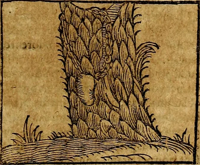 An illustration from Ioannis Pierii Valeriani Bellvnesis Hieroglyphica, sive De sacris Aegypticrvm aliarumq[ue] gentium literis, commentariorum libri LVIII cum duobus alijs ab eruditissimo viro annexis. Accesserunt loco auctarij, Hieroglyphicorum collectanea, ex veteribus & recentioribus auctoribus descripta, & in sex libros digesta. Horapollinis item hieroglyphicorum libri duo, ex postrema Dauidis Hoeschelij correctione. Praetereà eiusdem Pierij declamatiuncula Pro barbis sacerdotum, & reliqua opuscula siue Poemata omnia, 1614, leaf 470