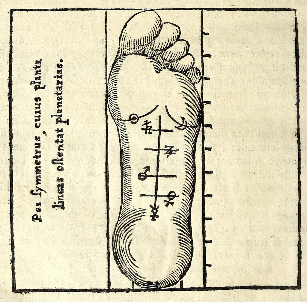 An illustration from Ioannis Sigismvndi Elsholtii Anthropometria : accessit doctrina naevorum, 1654, leaf 100