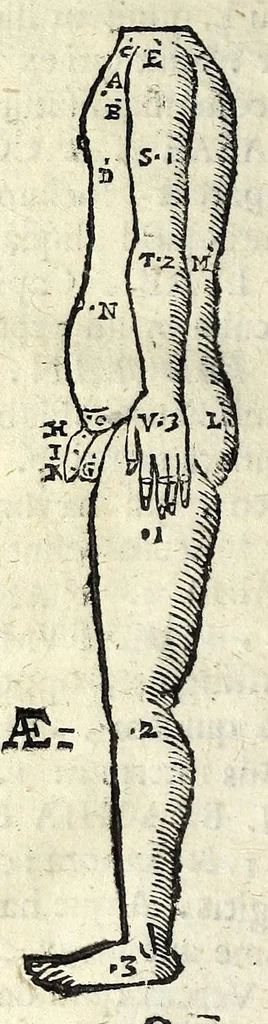 An illustration from Ioannis Sigismvndi Elsholtii Anthropometria : accessit doctrina naevorum, 1654, leaf 110