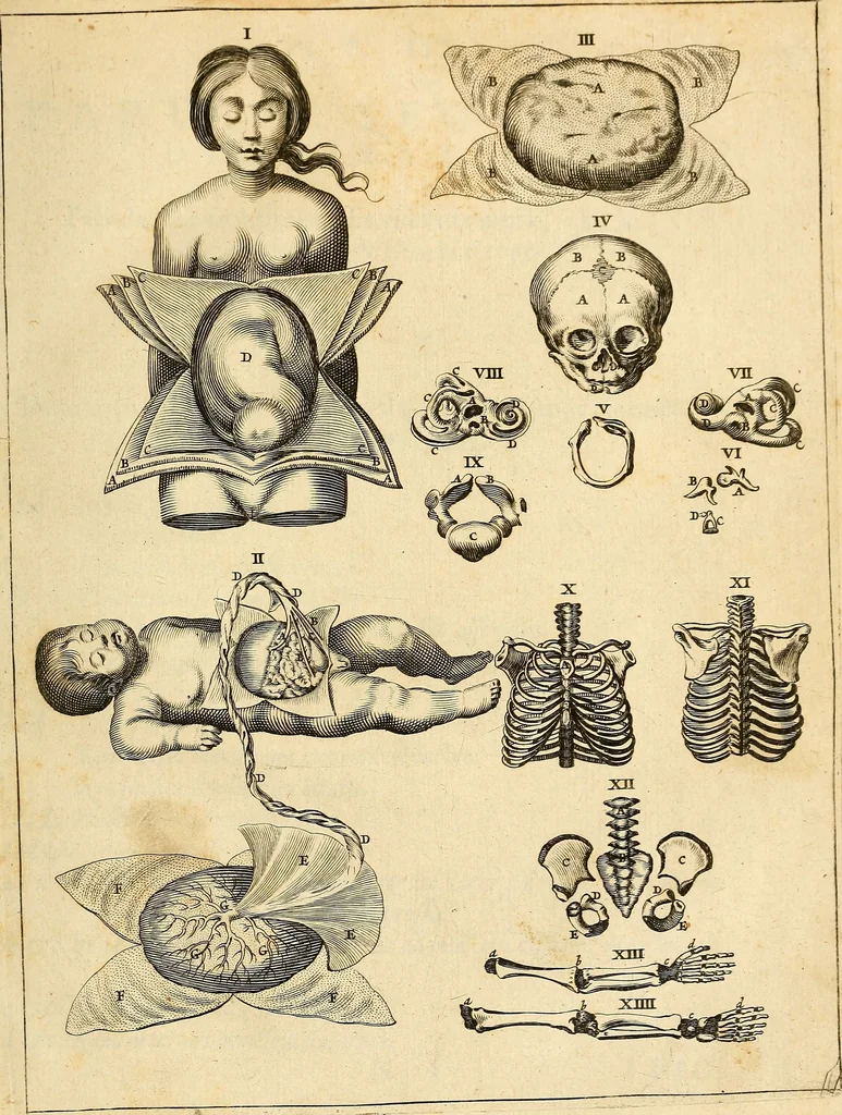 An illustration from Ioannis Veslingii ... Syntagma anatomicum, 1647, leaf 120