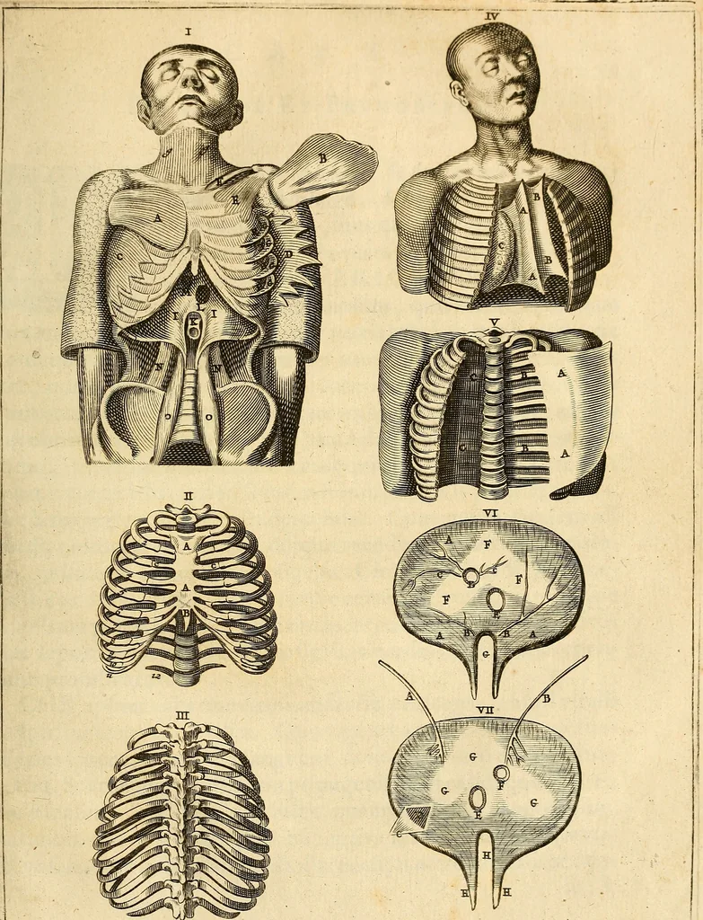 An illustration from Ioannis Veslingii ... Syntagma anatomicum, 1647, leaf 138