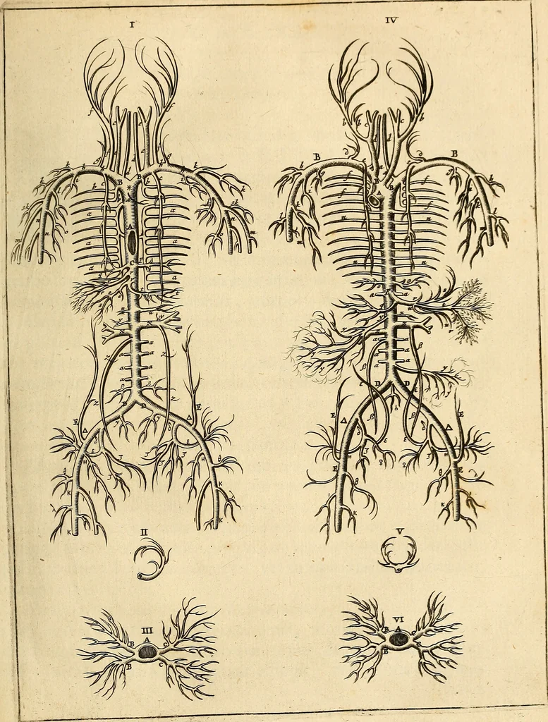 An illustration from Ioannis Veslingii ... Syntagma anatomicum, 1647, leaf 156