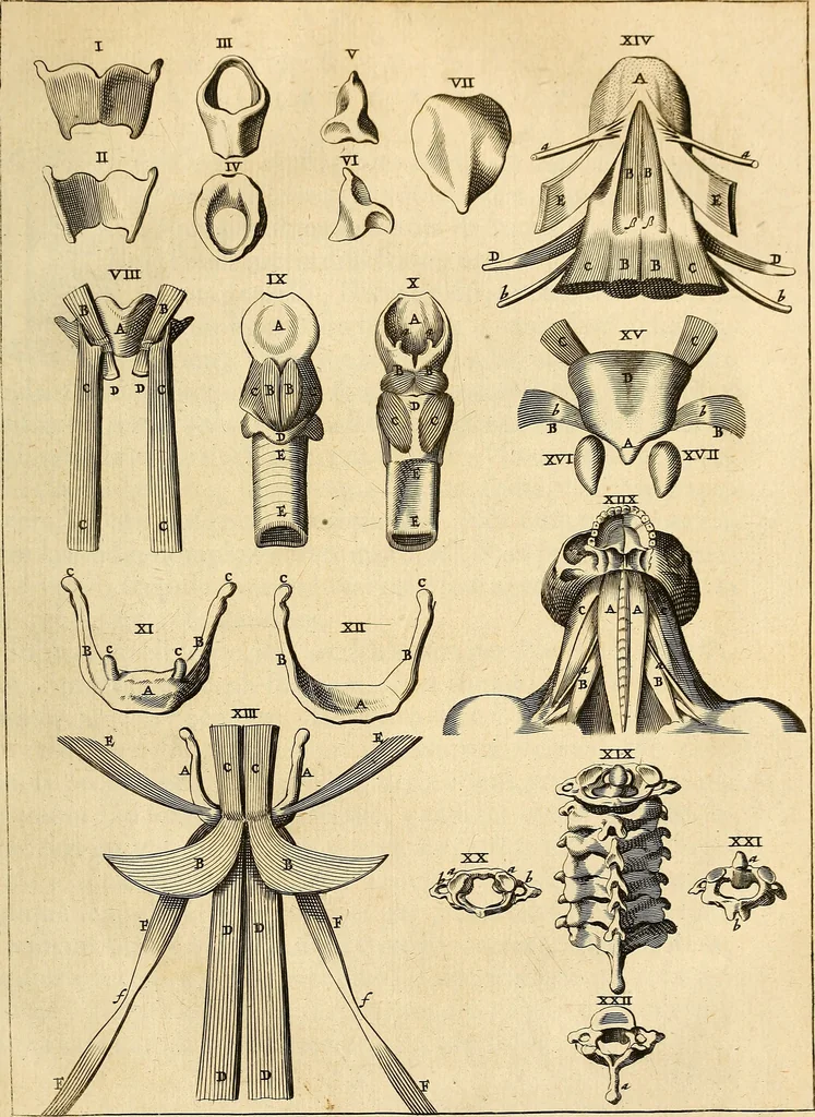 An illustration from Ioannis Veslingii ... Syntagma anatomicum, 1647, leaf 168