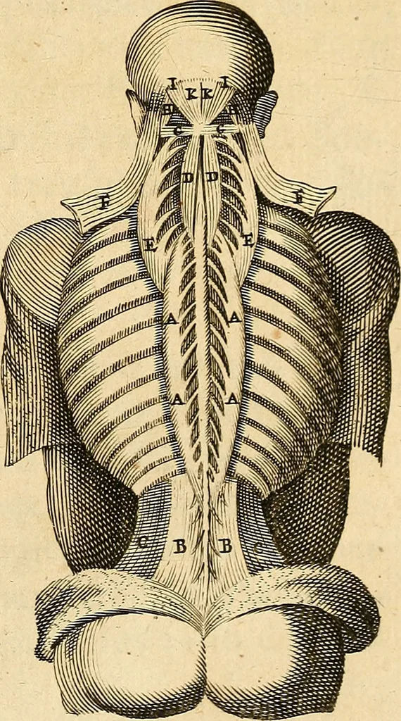 An illustration from Ioannis Veslingii ... Syntagma anatomicum, 1647, leaf 176