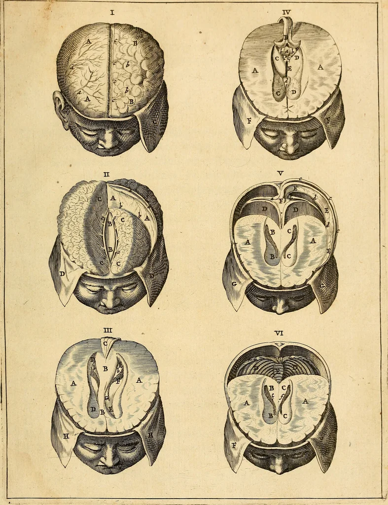 An illustration from Ioannis Veslingii ... Syntagma anatomicum, 1647, leaf 208