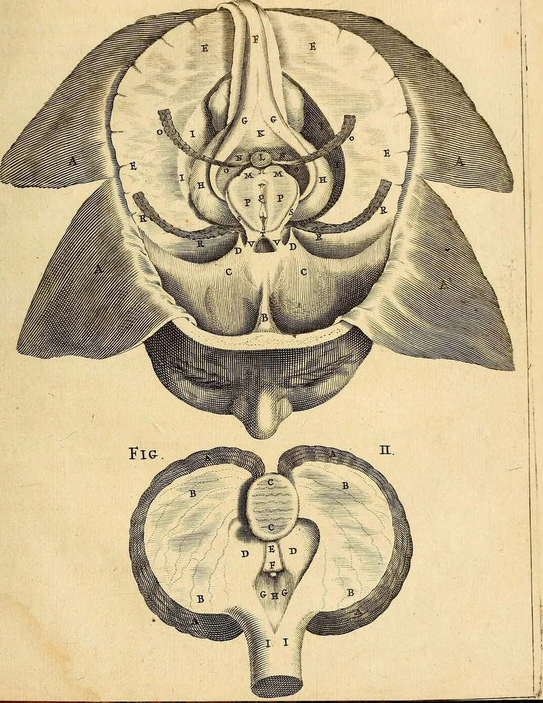 An illustration from Ioannis Veslingii ... Syntagma anatomicum, 1647, leaf 212