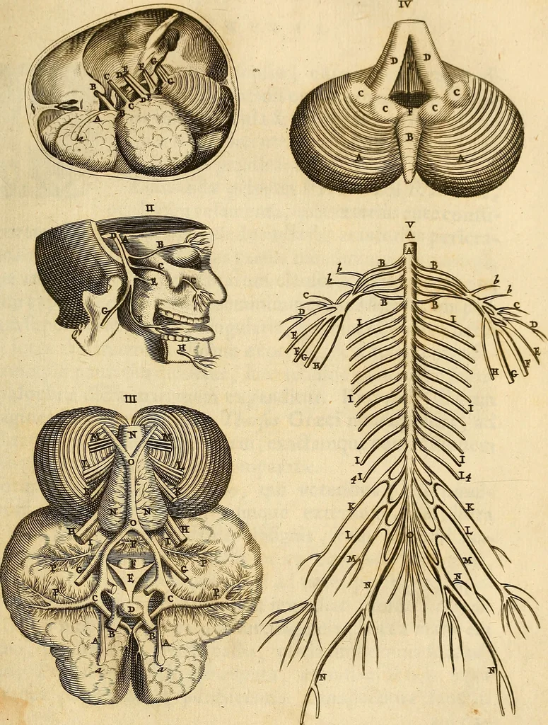 An illustration from Ioannis Veslingii ... Syntagma anatomicum, 1647, leaf 218