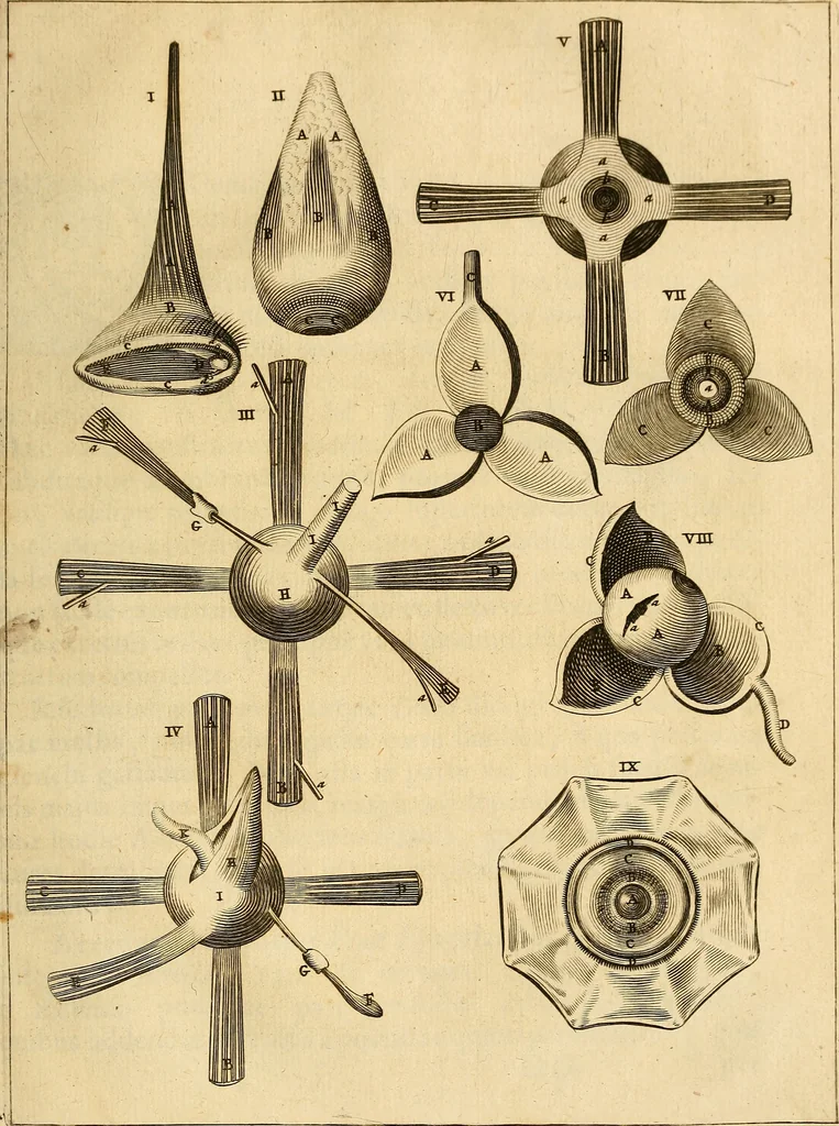 An illustration from Ioannis Veslingii ... Syntagma anatomicum, 1647, leaf 230
