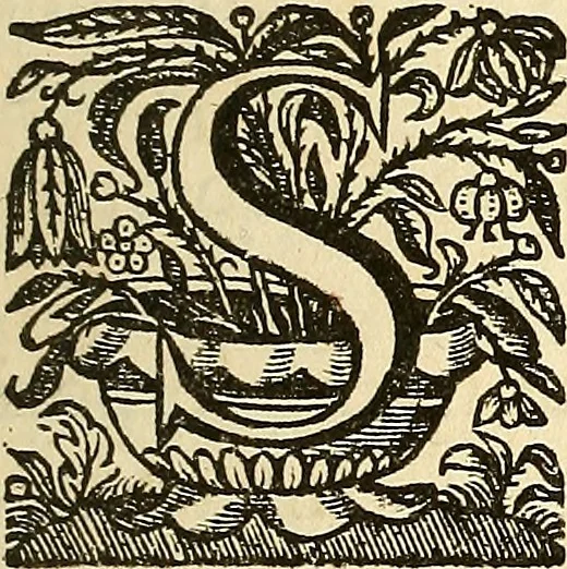 An illustration from Ioannis Veslingii ... Syntagma anatomicum, 1647, leaf 24