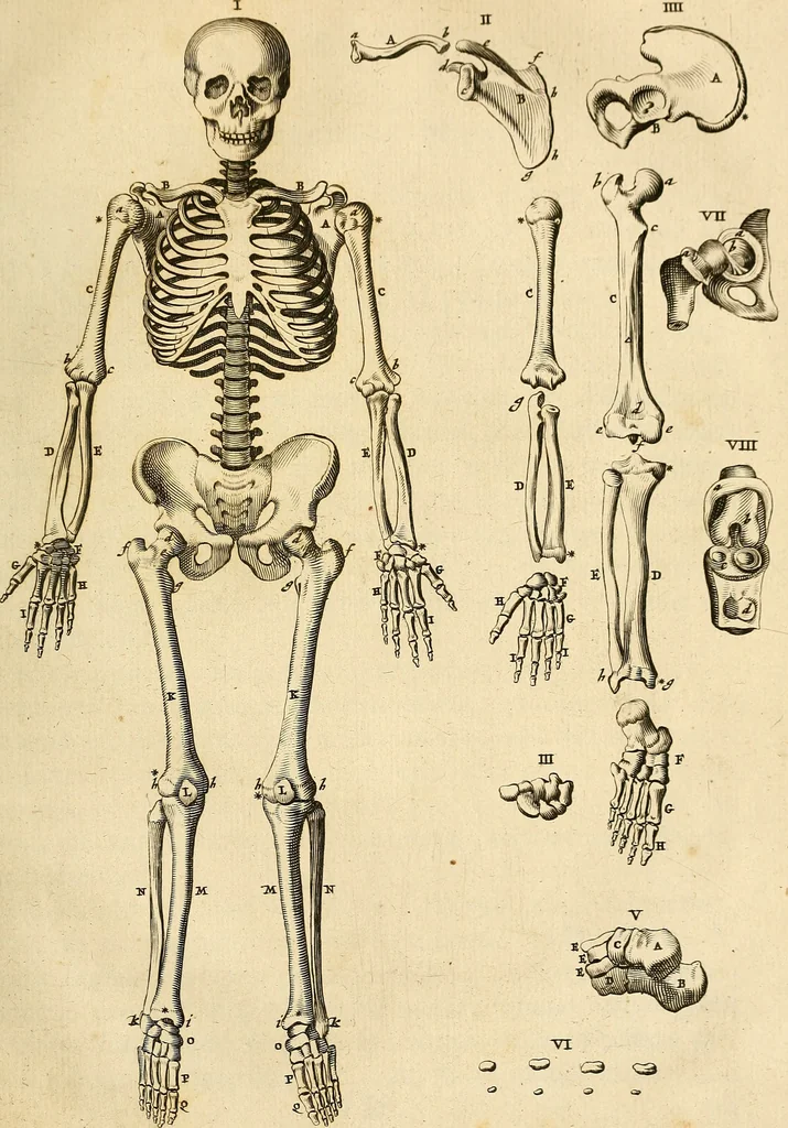 An illustration from Ioannis Veslingii ... Syntagma anatomicum, 1647, leaf 262