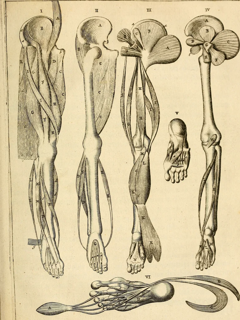 An illustration from Ioannis Veslingii ... Syntagma anatomicum, 1647, leaf 284