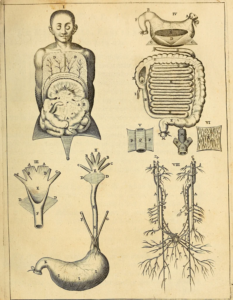 An illustration from Ioannis Veslingii ... Syntagma anatomicum, 1647, leaf 58