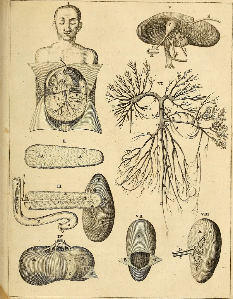 An illustration from Ioannis Veslingii ... Syntagma anatomicum, 1647, leaf 72
