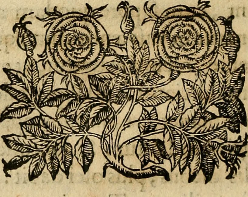 An illustration from Io. Bap. Portae Neopolitani de distillatione lib. IX : quibus certa methodo, multipliciq[ue] artificio, penitioribus naturae arcanis detectis, cuius libet mixti in propria elementa resolutio, perfectè docetur, 1608, leaf 119