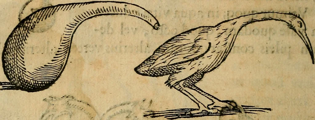 An illustration from Io. Bap. Portae Neopolitani de distillatione lib. IX : quibus certa methodo, multipliciq[ue] artificio, penitioribus naturae arcanis detectis, cuius libet mixti in propria elementa resolutio, perfectè docetur, 1608, leaf 67