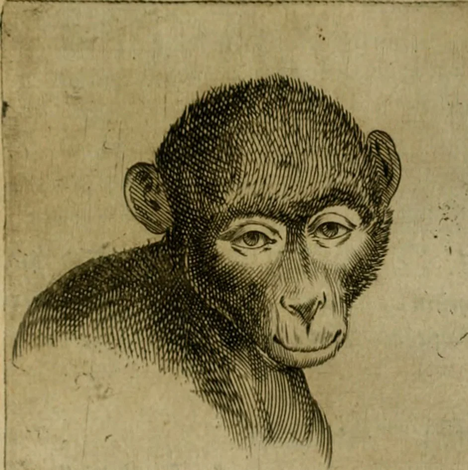 An illustration from Io. Baptistae Portae neapolitani De hvmana physiognomonia libri IIII, 1586, leaf 100