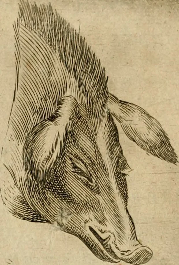 An illustration from Io. Baptistae Portae neapolitani De hvmana physiognomonia libri IIII, 1586, leaf 141