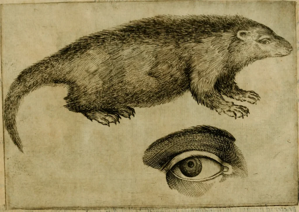 An illustration from Io. Baptistae Portae neapolitani De hvmana physiognomonia libri IIII, 1586, leaf 202