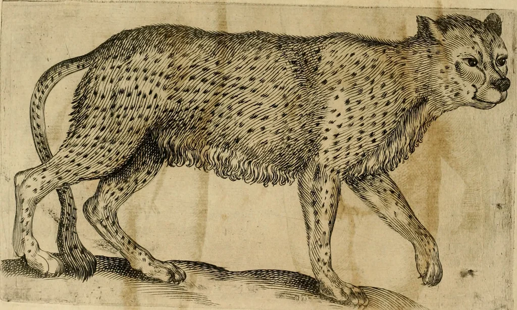 An illustration from Io. Baptistae Portae neapolitani De hvmana physiognomonia libri IIII, 1586, leaf 29