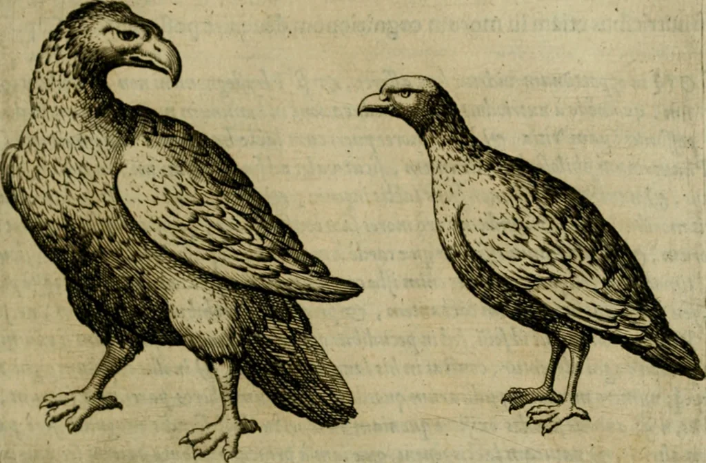 An illustration from Io. Baptistae Portae neapolitani De hvmana physiognomonia libri IIII, 1586, leaf 30