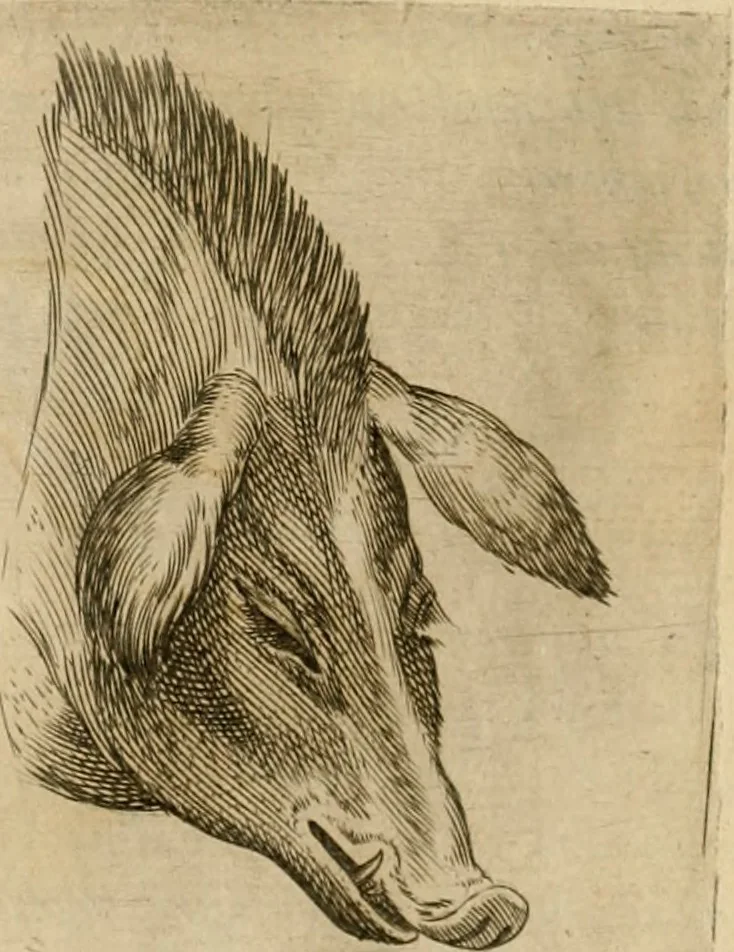 An illustration from Io. Baptistae Portae neapolitani De hvmana physiognomonia libri IIII, 1586, leaf 69