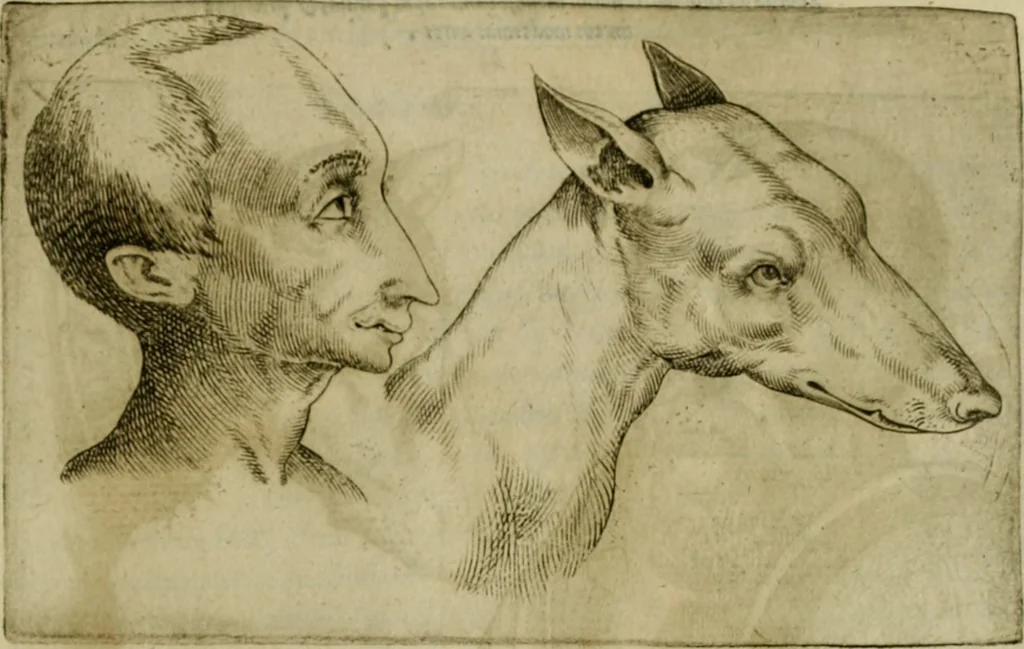 An illustration from Io. Baptistae Portae neapolitani De hvmana physiognomonia libri IIII, 1586, leaf 76