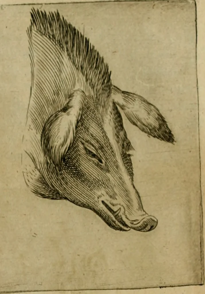 An illustration from Io. Baptistae Portae neapolitani De hvmana physiognomonia libri IIII, 1586, leaf 84