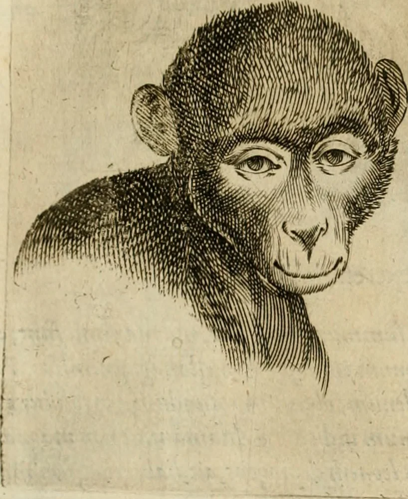 An illustration from Io. Baptistae Portae neapolitani De hvmana physiognomonia libri IIII, 1586, leaf 87