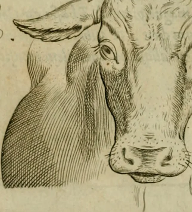 An illustration from Io. Baptistae Portae neapolitani De hvmana physiognomonia libri IIII, 1586, leaf 94