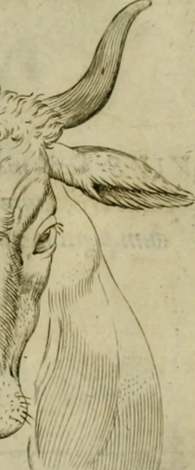 An illustration from Io. Baptistae Portae neapolitani De hvmana physiognomonia libri IIII, 1586, leaf 94
