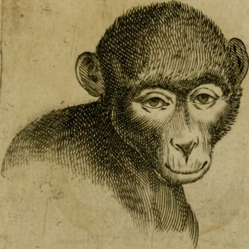 An illustration from Io. Baptistae Portae neapolitani De hvmana physiognomonia libri IIII, 1586, leaf 96