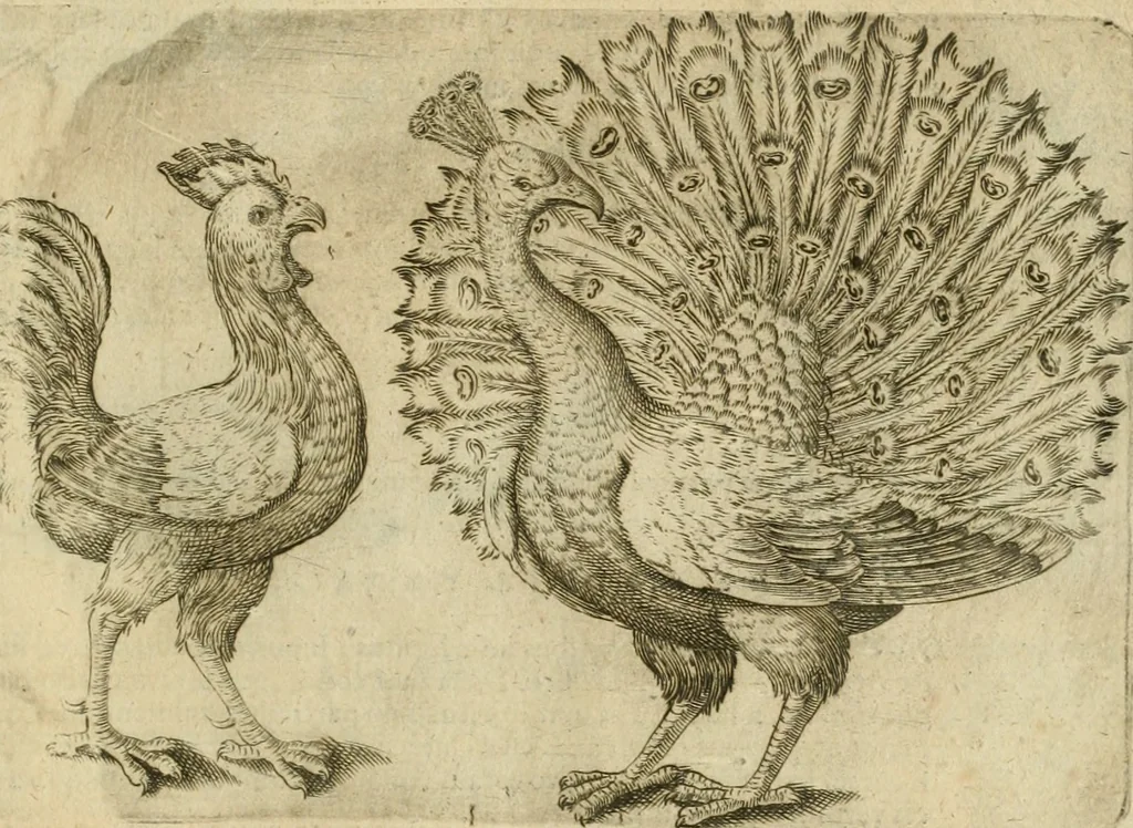 An illustration from Io. Batis. Portae Neap. De humana physiognomia li. VI : in quibus docetur quom[odo] animi propentes naturalibus remediis compesci possint, 1602, leaf 122