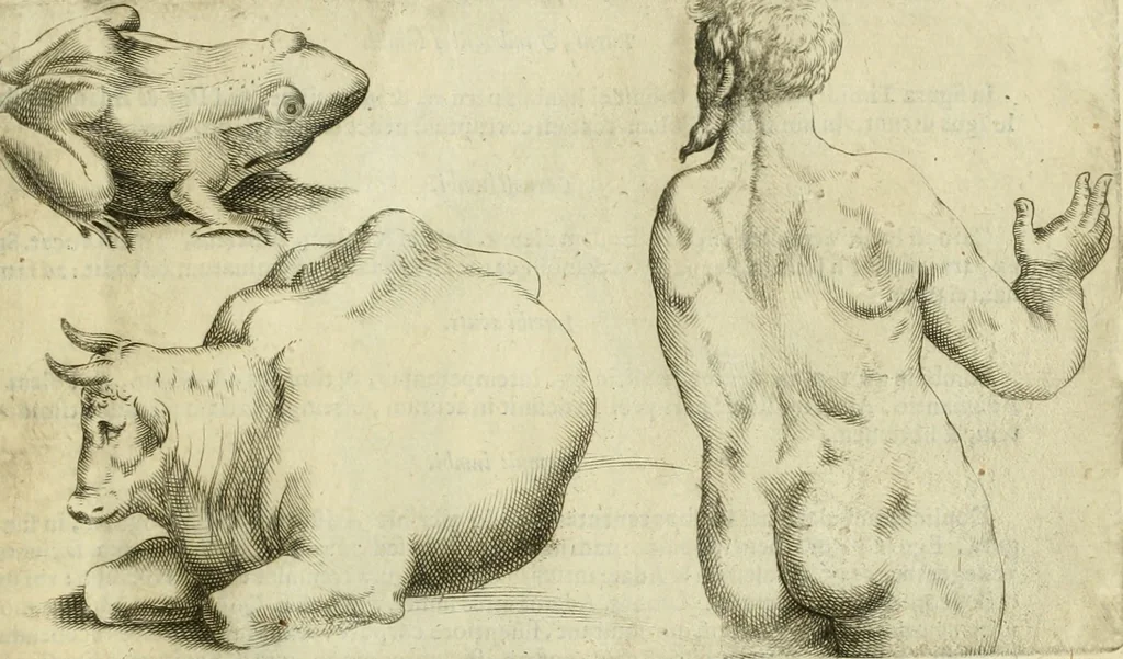 An illustration from Io. Batis. Portae Neap. De humana physiognomia li. VI : in quibus docetur quom[odo] animi propentes naturalibus remediis compesci possint, 1602, leaf 124