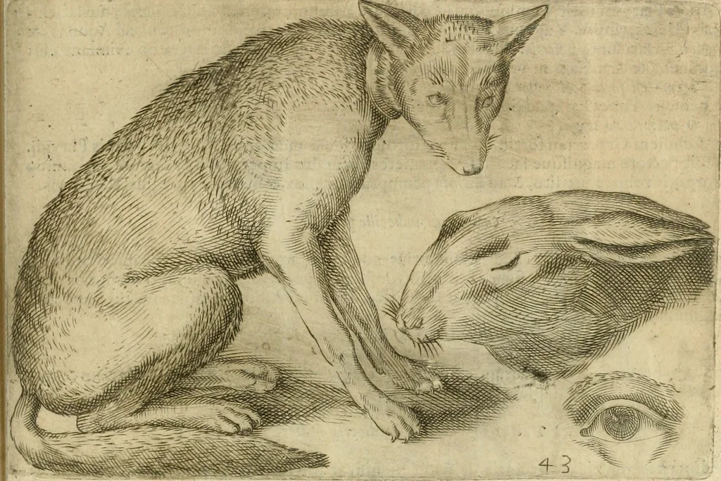 An illustration from Io. Batis. Portae Neap. De humana physiognomia li. VI : in quibus docetur quom[odo] animi propentes naturalibus remediis compesci possint, 1602, leaf 128