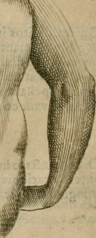 An illustration from Io. Batis. Portae Neap. De humana physiognomia li. VI : in quibus docetur quom[odo] animi propentes naturalibus remediis compesci possint, 1602, leaf 141