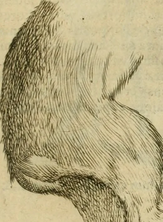 An illustration from Io. Batis. Portae Neap. De humana physiognomia li. VI : in quibus docetur quom[odo] animi propentes naturalibus remediis compesci possint, 1602, leaf 142