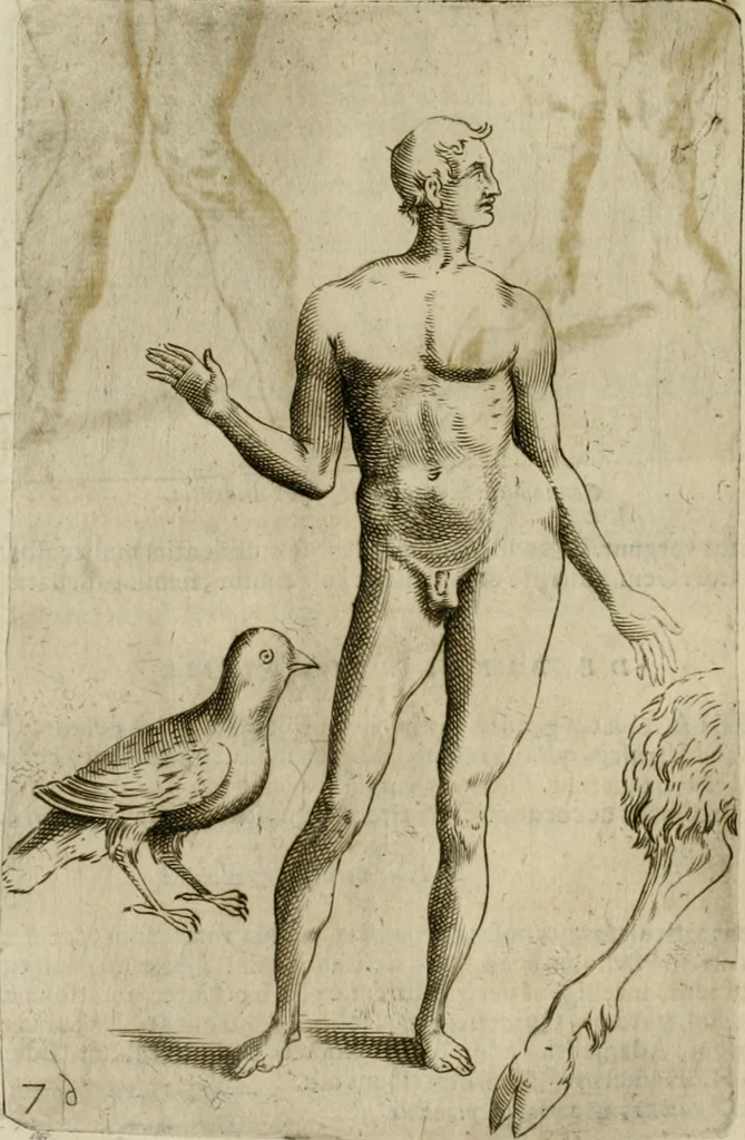 An illustration from Io. Batis. Portae Neap. De humana physiognomia li. VI : in quibus docetur quom[odo] animi propentes naturalibus remediis compesci possint, 1602, leaf 145