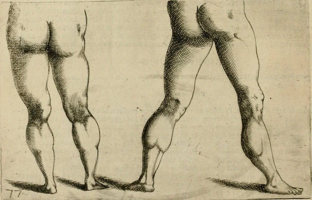 An illustration from Io. Batis. Portae Neap. De humana physiognomia li. VI : in quibus docetur quom[odo] animi propentes naturalibus remediis compesci possint, 1602, leaf 147