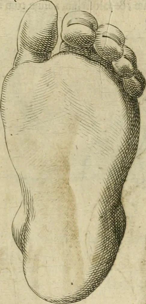 An illustration from Io. Batis. Portae Neap. De humana physiognomia li. VI : in quibus docetur quom[odo] animi propentes naturalibus remediis compesci possint, 1602, leaf 150