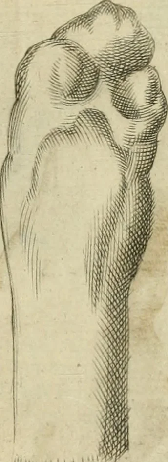 An illustration from Io. Batis. Portae Neap. De humana physiognomia li. VI : in quibus docetur quom[odo] animi propentes naturalibus remediis compesci possint, 1602, leaf 150