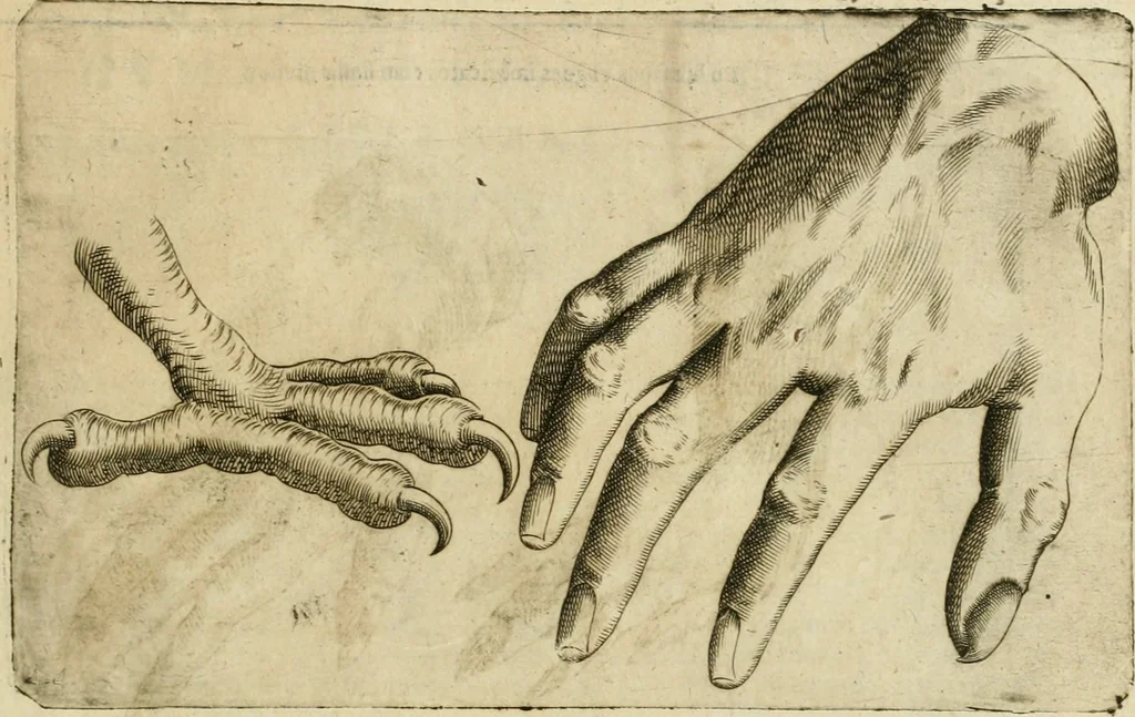 An illustration from Io. Batis. Portae Neap. De humana physiognomia li. VI : in quibus docetur quom[odo] animi propentes naturalibus remediis compesci possint, 1602, leaf 154